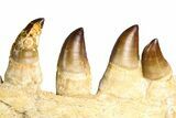 Fossil Mosasaur (Thalassotitan) Jaw Section with Teeth - Morocco #372634-7